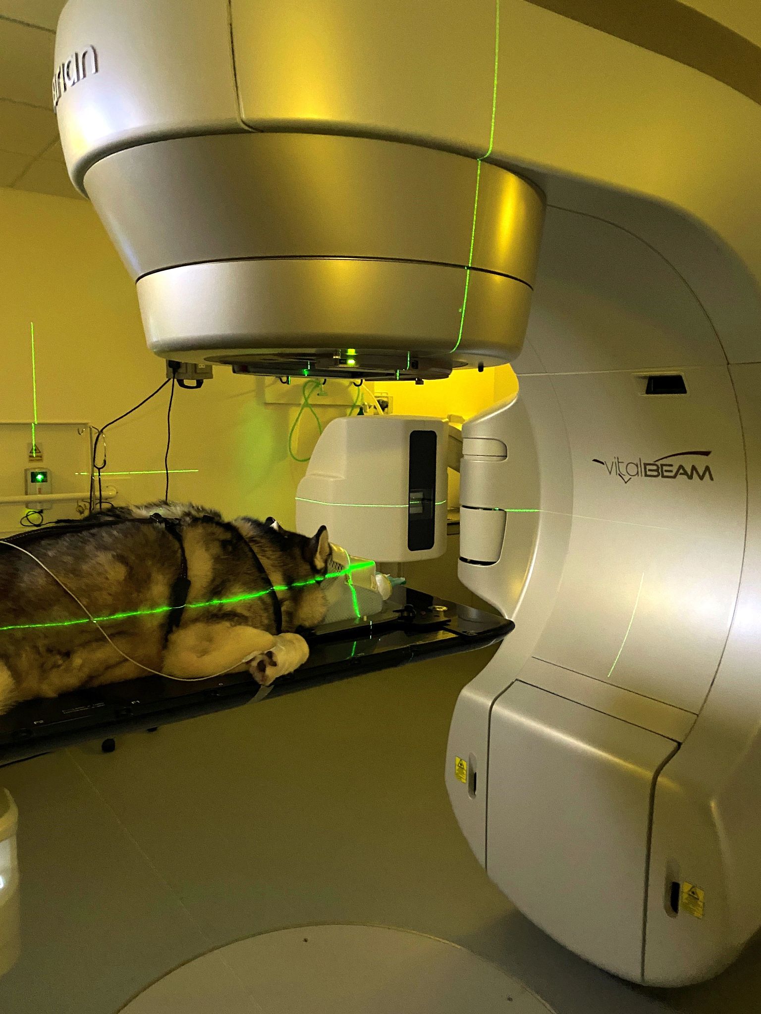 A patient receives treatment at The University of Glasgow Small Animal Hospital