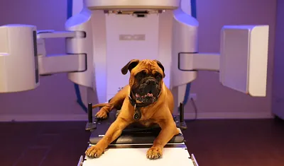 Edge | Veterinary Oncology